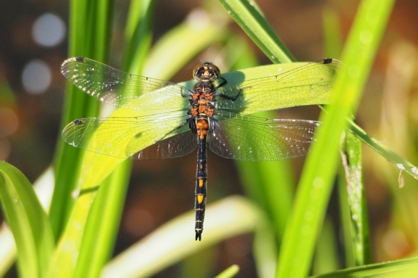 Skaliertes Bild Odonata, Libellulidae, Leucorrhinia dubia, Kleine Moosjungfer_2015_06_05--09-01-15.jpg 