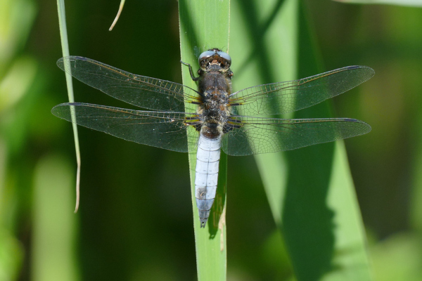 Skaliertes Bild Odonata, Libellulidae, Libellula fulva, Spitzenfleck_2020_05_21--15-34-48.jpg 