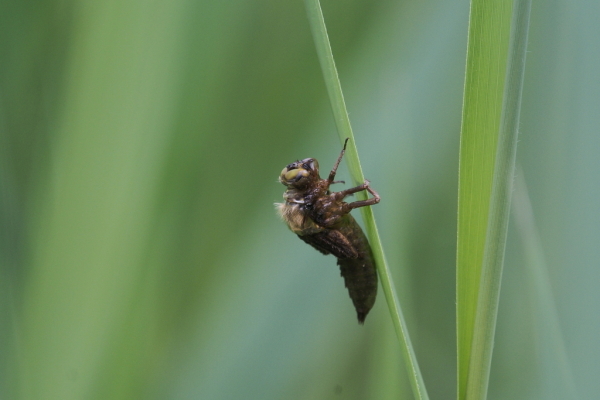 Skaliertes Bild Odonata, Libellulidae, Schlupf_2018_05_19--09-37-47.jpg 