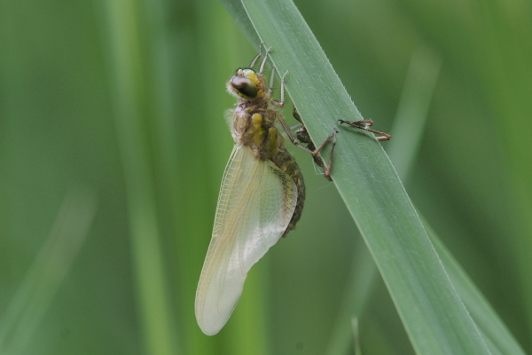 Skaliertes Bild Odonata, Libellulidae, Schlupf_2018_05_19--10-12-49.jpg 