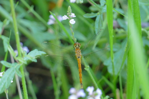 Skaliertes Bild Odonata, Libellulidae, Sympetrum depressiusculum, Sumpf-Heidelibelle, Weibchen_2017_08_07--08-21-11.jpg 