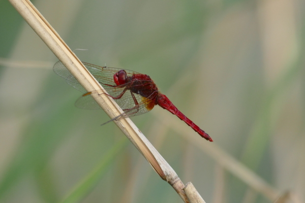 Skaliertes Bild Odonata, Libellulidae, Sympetrum flaveolum, Gefleckte Heidelibelle_2016_09_23--13-58-55.jpg 