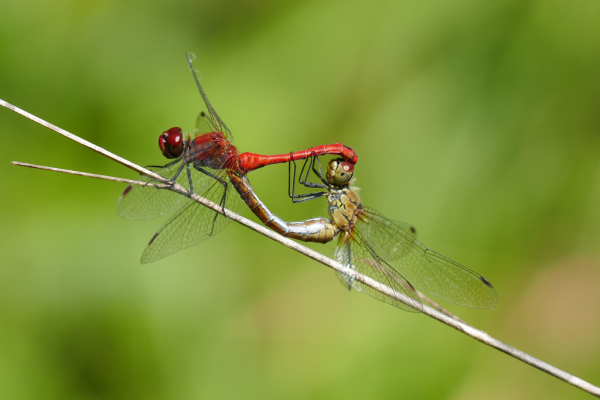 Skaliertes Bild Odonata, Libellulidae, Sympetrum sanguineum, Blutrote Heidelibelle, Paarungsrad_2019_08_29--13-54-51.jpg 