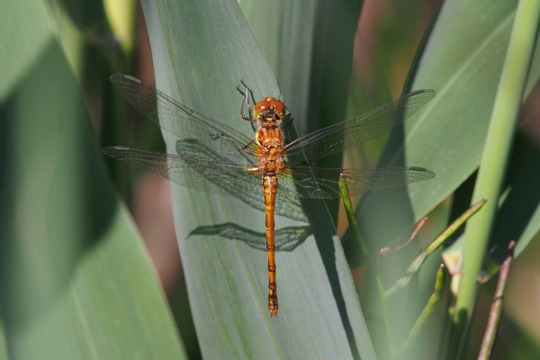 Skaliertes Bild Odonata, Libellulidae, Sympetrum vulgatum, Gemeine Heidelibelle_2019_07_04--09-59-46.jpg 