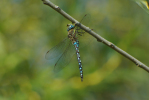 Vorschaubild Odonata, Aeshnidae, Aeshna mixta, Herbst-Mosaikjungfer_2013_09_06--10-05-31.jpg 