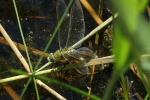 Vorschaubild Odonata, Aeshnidae, Anax imperator. Koenigslibelle, Weibchen bei der Eiablage_2020_07_27--15-42-55.jpg 