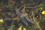 Vorschaubild Odonata, Aeshnidae, Brachytron pratense, Frueher Schilfjaeger_2015_08_27--10-04-21.jpg 