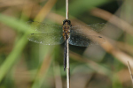 Vorschaubild Odonata, Corduliidae, Somatochlora flavomaculata, Gefleckte Smaragdlibelle_2019_08_25--18-07-14.jpg 