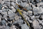 Vorschaubild Odonata, Gomphidae, Gomphus pulchellus, Westliche Keiljungfer_2011_06_10--11-09-14.jpg 