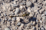 Vorschaubild Odonata, Gomphidae, Onychogomphus forcipatus, Kleine Zangenlibelle_2016_07_17--18-12-52.jpg 
