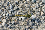 Vorschaubild Odonata, Gomphidae, Onychogomphus forcipatus, Kleine Zangenlibelle_2016_08_14--16-57-05.jpg 