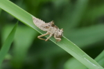 Vorschaubild Odonata, Libellulidae, Exuvie_2017_05_13--13-12-40.jpg 