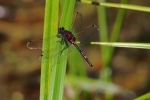 Vorschaubild Odonata, Libellulidae, Leucorrhinia dubia, Kleine Moosjungfer_2015_06_05--09-10-48.jpg 