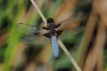 Vorschaubild Odonata, Libellulidae, Libellula depressa, Plattbauch_2018_05_29--12-47-57.jpg 