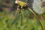 Vorschaubild Odonata, Libellulidae, Libellula depressa, frisch geschluepft_2015_05_08--13-30-22.jpg 