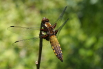 Vorschaubild Odonata, Libellulidae, Libellula fulva, Spitzenfleck, Junges Maennchen_2017_05_26--13-36-22.jpg 