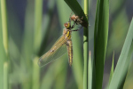 Vorschaubild Odonata, Libellulidae, Libellula quadrimaculata, Vierfleck, Frisch geschluepft_2018_05_12--10-14-06.jpg 
