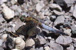 Vorschaubild Odonata, Libellulidae, Orthetrum cancellatum, Grosser Blaupfeil_2011_06_10--11-13-52.jpg 