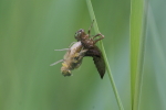 Vorschaubild Odonata, Libellulidae, Schlupf_2018_05_19--09-42-41.jpg 