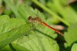 Vorschaubild Odonata, Libellulidae, Sympetrum depressiusculum, Sumpf-Heidelibelle, Maennchen_2017_08_07--08-24-58.jpg 