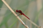 Vorschaubild Odonata, Libellulidae, Sympetrum flaveolum, Gefleckte Heidelibelle_2016_09_23--13-58-55.jpg 