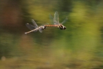Vorschaubild Odonata, Libellulidae, Sympetrum striolatum, Grosse Heidelibelle, Eiablage-Flug_2015_08_27--10-42-56.jpg 
