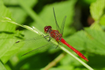 Vorschaubild Odonata, Libellulidae, Sympetrum striolatum, Grosse Heidelibelle_2019_07_02--14-47-01.jpg 