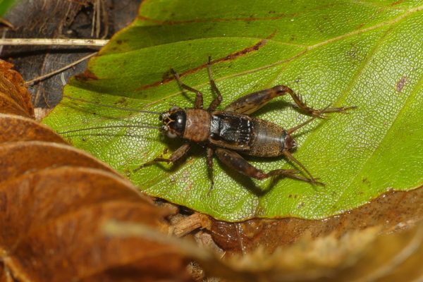 Skaliertes Bild Gryllidae, Nemobius sylvestris, Waldgrille_2020_10_21--10-44-51.jpg 