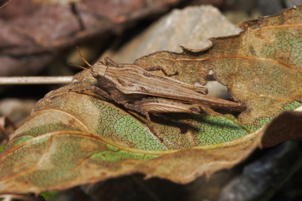 Skaliertes Bild Orthoptera, Tetrigidae, Tetrix subulata, Saebel-Dornschrecke_2017_09_05--11-34-39.jpg 