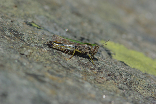 Skaliertes Bild Saltatoria, Acrididae, Aeropedellus variegatus, Alpen-Keulenschrecke_2013_08_22--14-20-58.jpg 