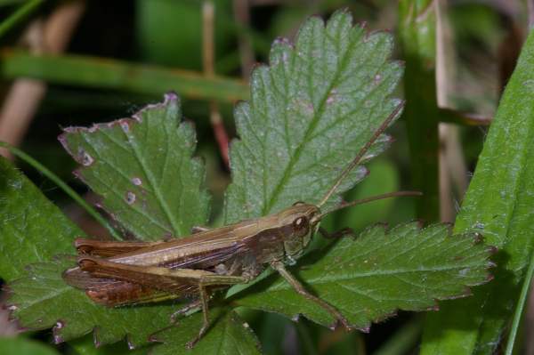 Skaliertes Bild Saltatoria, Acrididae, Chorthippus dorsatus_2005_07_29--13-44-18.jpg 