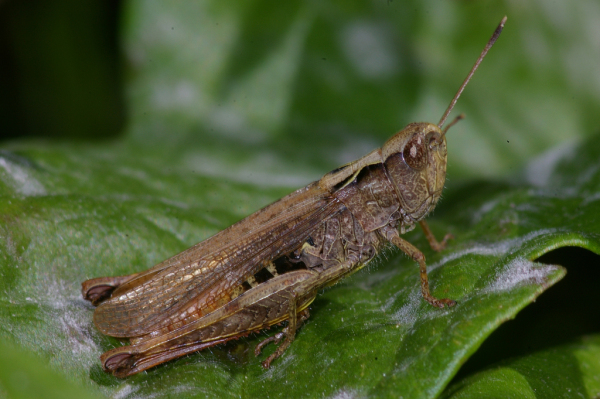Skaliertes Bild Saltatoria, Acrididae, Chorthippus vagans_2008_08_18--12-00-50.jpg 