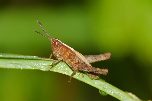 Skaliertes Bild Saltatoria, Acrididae, Larve_2019_08_21--10-16-32.jpg 