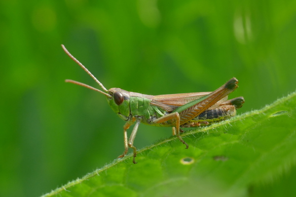 Skaliertes Bild Saltatoria, Acrididae, Pseudochorthippus parallelus_2020_06_21--09-26-17.jpg 