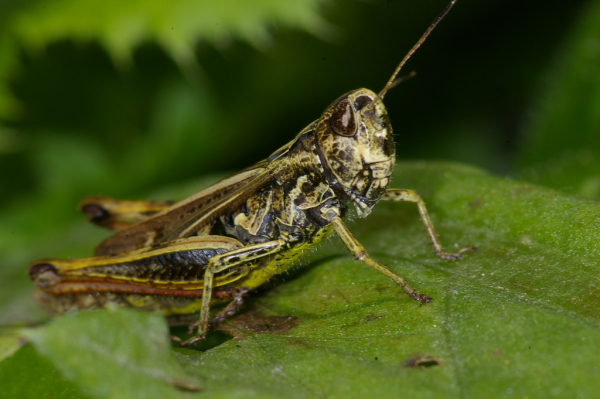 Skaliertes Bild Saltatoria, Acrididae, Stenobothrus lineatus, Heidegrashuepfer_2008_08_18--11-55-52.jpg 