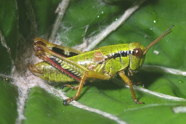 Skaliertes Bild Saltatoria, Catantopidae, Miramella alpina, Gebirgsschrecke, Larve_2006_07_10--08-26-15.jpg 