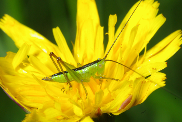 Skaliertes Bild Saltatoria, Conocephalidae, Conocephalus discolor, Larve_2010_06_14--12-20-00.jpg 