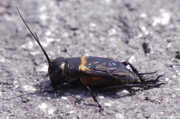Skaliertes Bild Saltatoria, Gryllidae, Gryllus camprestis, Feldgrille_2011_06_10--10-30-04.jpg 