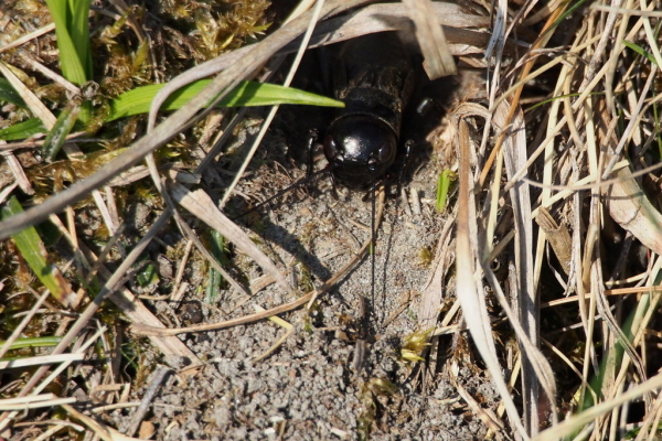 Skaliertes Bild Saltatoria, Gryllidae, Gryllus camprestis, Feldgrille_2015_04_24--08-23-23.jpg 