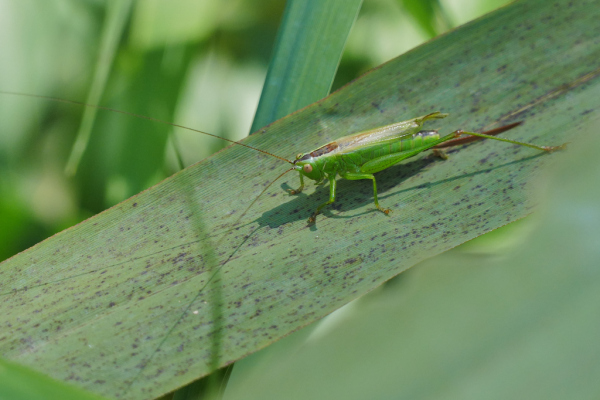 Skaliertes Bild Saltatoria, Tettigoniidae, Conocephalus fuscus_2019_08_01--14-44-29.jpg 