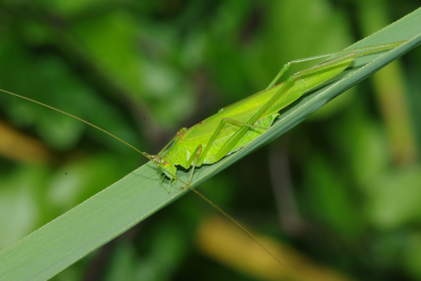 Skaliertes Bild Saltatoria, Tettigoniidae, Phaneroptera falcata_2012_08_18--10-14-08.jpg 