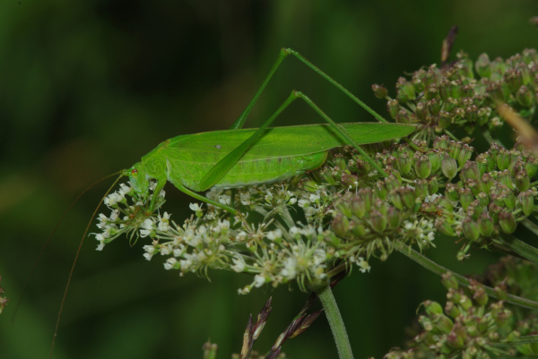Skaliertes Bild Saltatoria, Tettigoniidae, Phaneroptera falcata_2013_08_18--12-25-42.jpg 