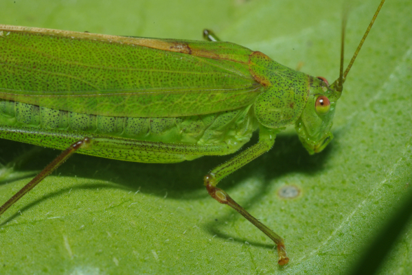 Skaliertes Bild Saltatoria, Tettigoniidae, Phaneroptera falcata_2013_09_21--12-56-24.jpg 