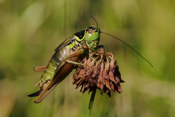 Skaliertes Bild Saltatoria, Tettigoniidae, Roeseliana roeselii_2015_08_27--09-07-14.jpg 