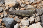 Vorschaubild Orthoptera, Acrididae, Anacridium aegyptium, Aegyptische Wanderheuschrecke_2016_06_05--10-42-07.jpg 
