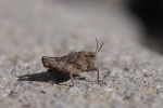 Vorschaubild Orthoptera, Tetrigidae, Tetrix, Larve_2016_03_26--15-25-04.jpg 