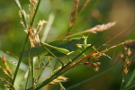 Vorschaubild Orthoptera, Tettigoniidae, Tettigonia viridissima, Gruenes Heupferd_2019_07_04--09-50-49.jpg 