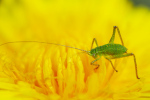 Vorschaubild Orthoptera, Tettigoniidae, Tettigonia viridissima, Larve_2019_04_25--11-18-55.jpg 