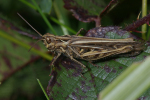 Vorschaubild Saltatoria, Acrididae, Chorthippus biguttulus_2006_09_29--15-08-27.jpg 