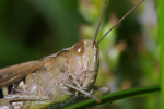 Vorschaubild Saltatoria, Acrididae, Chorthippus biguttulus_2008_08_17--12-56-06.jpg 